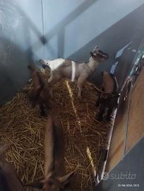 Capretti camosciata delle alpi