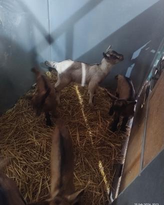 Capretti camosciata delle alpi