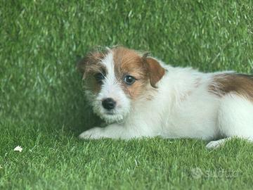 Jack Russell broken