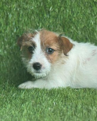 Jack Russell broken