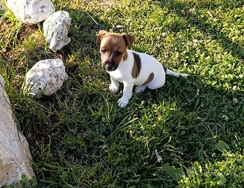 Cuccioli di jack Russell Originali
