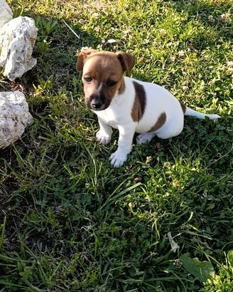 Cuccioli di jack Russell Originali