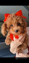 Cucciola
