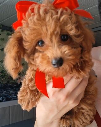 Cucciola