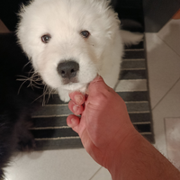 Cucciolo di pastore maremmano abruzzese