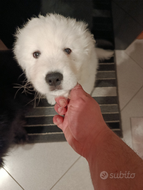 Cucciolo di pastore maremmano abruzzese