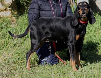 Dolcissima segugia di 5 anni in adozione