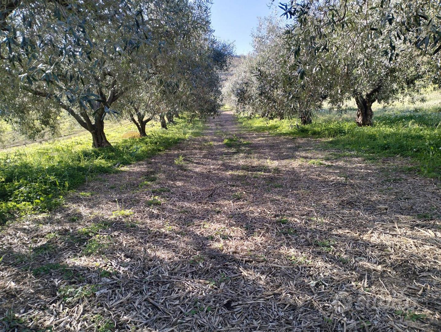 Terreno - Caltagirone - Vista 4