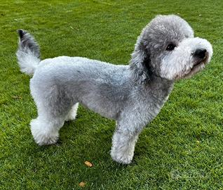 Barboncino Toy silver pedigree ENCI per monta