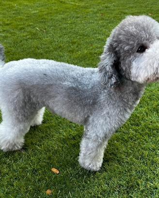 Barboncino Toy silver pedigree ENCI per monta