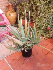 Piante di aloe vera