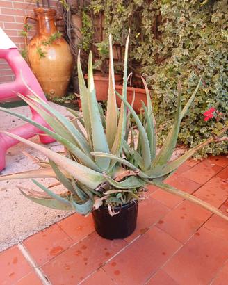 Piante di aloe vera
