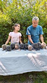 Cuccioli Mastino Napoletano di Alta Genealogia