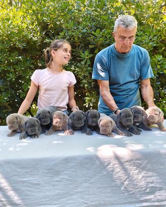 Cuccioli Mastino Napoletano di Alta Genealogia