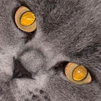 British shorthair maschio ACCOPPIAMENTO