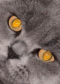 British shorthair maschio ACCOPPIAMENTO