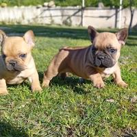 Bulldog francese Cuccioli