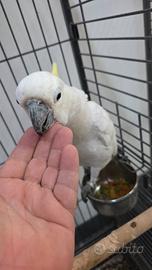 Pappagalli