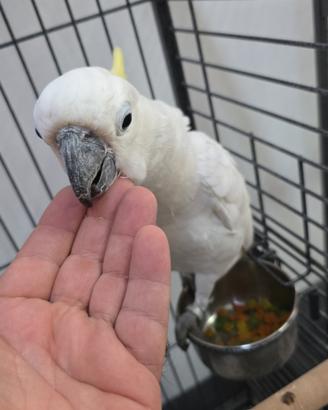 Pappagalli