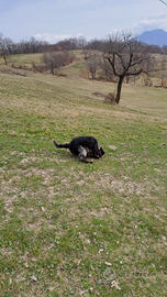 Springer-cocker da tartufi