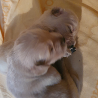 Cuccioli di Golden Retriever