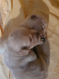 Cuccioli di Golden Retriever