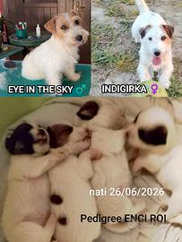 Cuccioli Jack Russell Terrier
