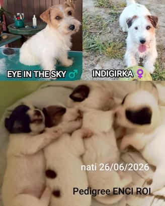 Cuccioli Jack Russell Terrier