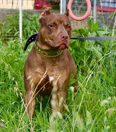 Femmina Pitbull con pedigree