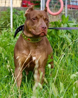 Femmina Pitbull con pedigree