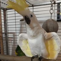 Cacatua femmina, coppie pappagalli