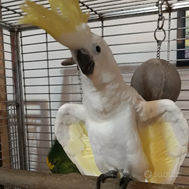Cacatua femmina, coppie pappagalli