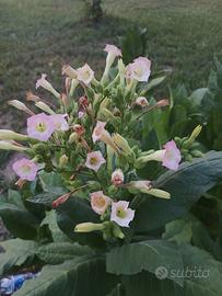 semi di nicotiana Tabacum + manuale 