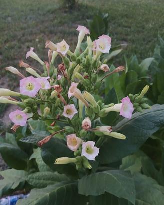 semi di nicotiana Tabacum + manuale 