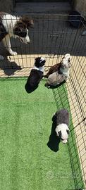 Cuccioli di Border Collie