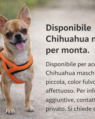 Disponibile Chihuahua maschio PER MONTA