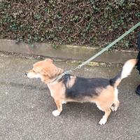 Cane dolce e affettuoso