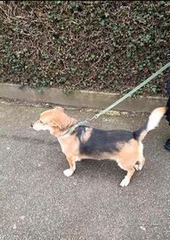 Cane dolce e affettuoso