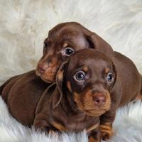 Cuccioli di bassotti cioccolato M e F