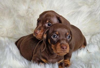 Cuccioli di bassotti cioccolato M e F