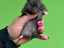 Immagine 1