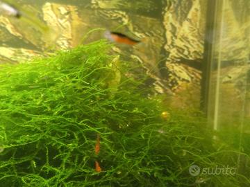 Pesce