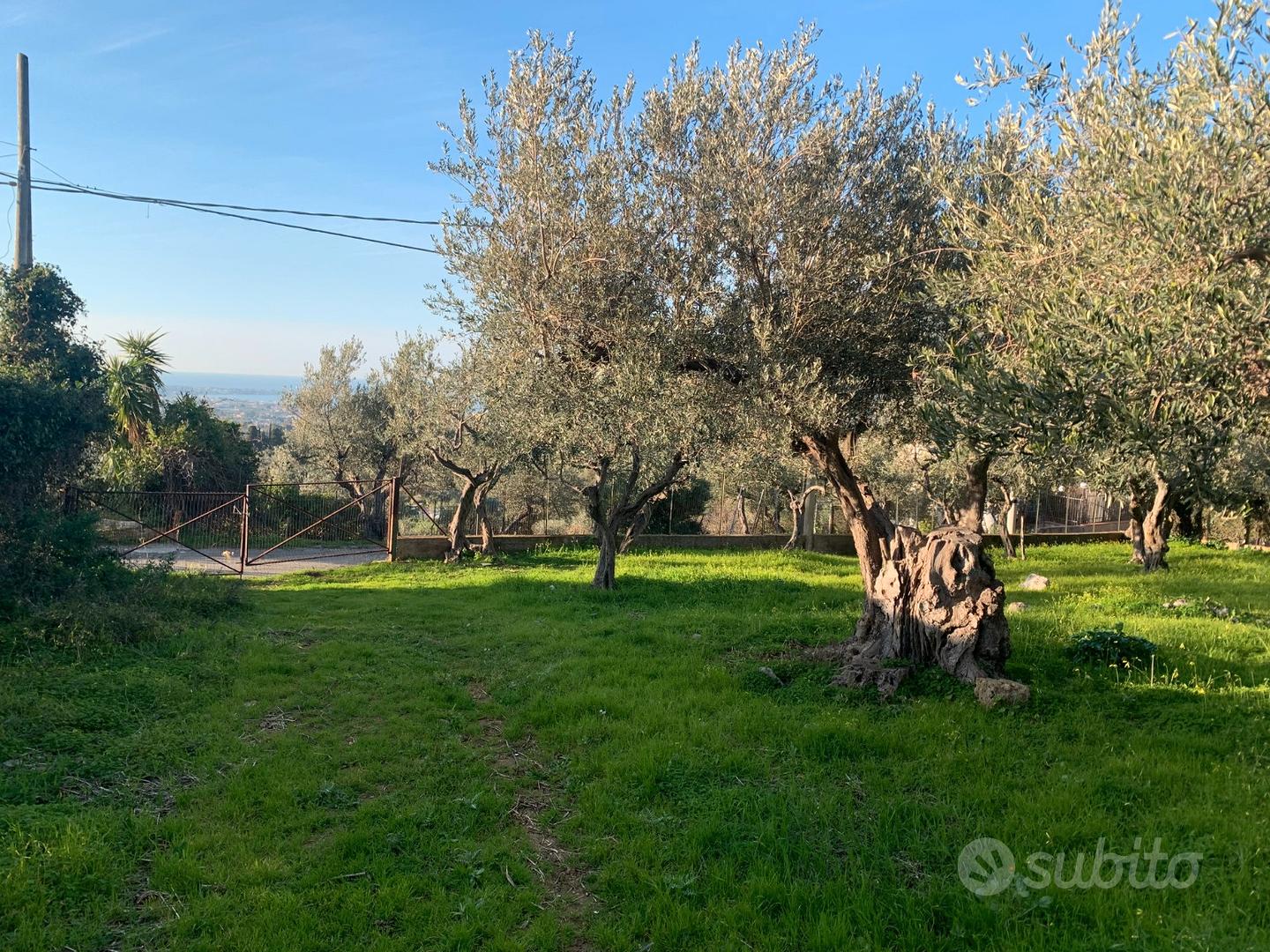 Uliveto Secolare - Vista 3