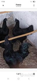 Gruppo Ayam Cemani Originale - 4 Galline + 1 Gallo