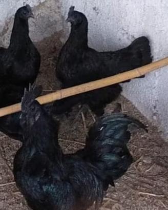 Gruppo Ayam Cemani Originale - 4 Galline + 1 Gallo