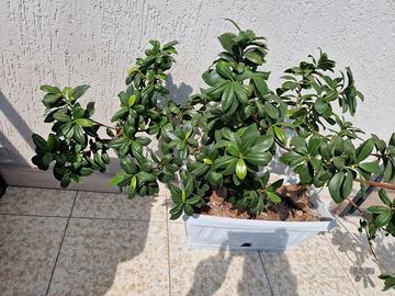 2 bonsai