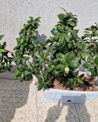 2 bonsai