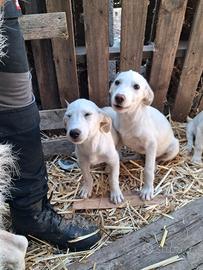 cuccioli incrocio maremano 