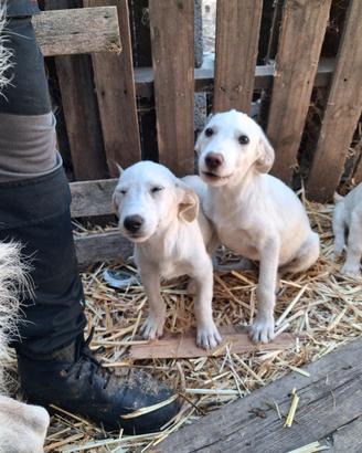 cuccioli incrocio maremano 