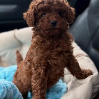 Maschietto e femminuccia barboncino Toy Brown mesi